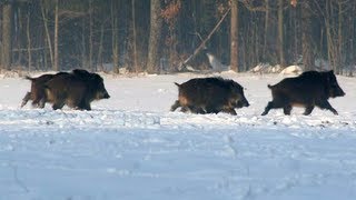 Battue au sanglier dans les vosges [upl. by Oakley]