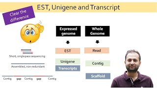 EST Unigene and Transcript What is the difference between them Reads Contigs Scaffold [upl. by Eliason]