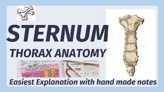 Sternum Anatomy  Bone  Manubrium Sternal Angle Xiphoid process  joints of sternum [upl. by Leona]