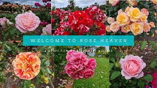 The Most Beautiful Rose Garden in Melbourne Australia Must Visit [upl. by Anujra]