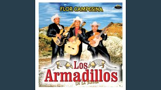 los armadillos de la sierra ♣♣ corrido de dorado♣♣ [upl. by Waldner]