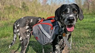 Hiking Busiek State Forest With My Puppy  Purple Trail [upl. by Hadwin788]