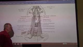 Anatomy of head amp neck 47  Supra amp infrahyoid muscles  part 1   by Dr Wahdan [upl. by Annaiel]