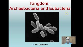 Kingdom Archaebacteria and Eubacteria [upl. by Ronaele]