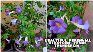 How to Grow and care Thunbergia Erecta Blue Trumpet vine Plant  Plant Caregiver [upl. by Meldon]