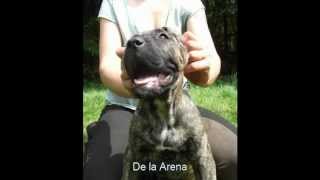 FULA DE LA ARENA Welpen Puppies for sale presa canario dogo canario zucht alano züchter avd ev [upl. by Aslehc]