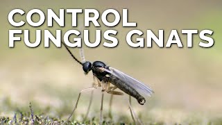 Foolproof Fungus Gnat Prevention and Control [upl. by Dupaix]