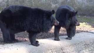 Niedźwiedź himalajski  Asian black bear  DinoAnimalspl [upl. by Feldman]