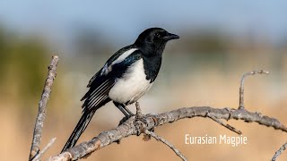 Eurasian magpie couples nest building work [upl. by Eudocia]