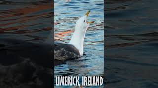 limerickireland ireland seagull river shannonriver sonya6700 [upl. by Adall]