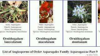 List of Angiosperms of Order Asparagales Family Asparagaceae Part 9 ornithogalum polygonatum yucca [upl. by Hallerson]