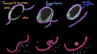 Endocitosis fagocitosis y pinocitosis  Membranas y transporte  Biología  Khan Academy en Español [upl. by Etaner163]