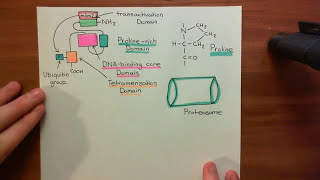 Homologous Recombination for Double Strand Breaks Part 3 [upl. by Silvain]