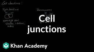 Cell Junctions  Cells  MCAT  Khan Academy [upl. by Piegari]