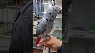 عشاق الكاسكو perroquet gris du gabon parrot oiseaux الطيور سوقالقريعة [upl. by Enirrok]