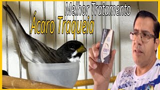 ÁCARO DE TRAQUEIA MELHOR TRATAMENTO QUE EXISTE [upl. by Eeliak]