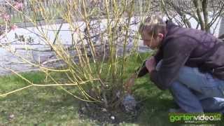 Wie schneide ich Hartriegel Cornus stolonifera flaviramea [upl. by Melisse]