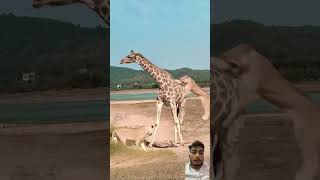 Giraffe VS Lion Fights🦁 animals lionvsgiraffe animalbattle giraffe wildlife lionfight shorts [upl. by Judas]