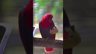 Watch a Female Eclectus Parrot Enjoying her Meal animals birds shorts wildlife parrot eclectus [upl. by Eadrahs431]