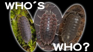 How to identify the three most common Porcellio species [upl. by Nahsin]