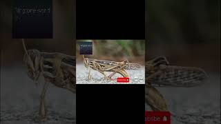 Grasshopper 🦗 sound effect [upl. by Warthman]