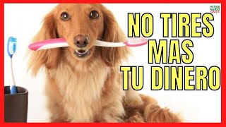 🪥 ¿CÓMO HACER PASTA DE DIENTES CASERA PARA PERROS 🪥 CON O SIN BICARBONATO [upl. by Rehttam948]