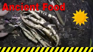 Storing  Preparing  Cooking  Perennial Skirret  breakfast w potato onions amp elephant garlic [upl. by Atirehc171]