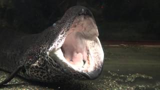 Lungfish Protopterus aethiopicus yawn [upl. by Hewe]