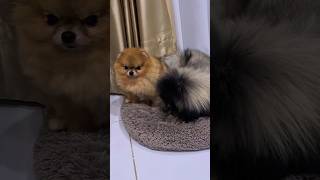 Доброе утро pets pekingese собака puppy pomernian funny spitz dog dogdogs [upl. by Bettine]