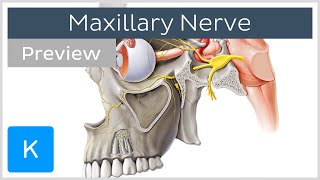 Maxillary nerve Branches course preview  Human Anatomy  Kenhub [upl. by Leunamnauj735]