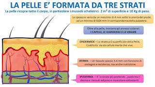 LA PELLE E FORMATA DA TRE STRATI [upl. by Ralph]