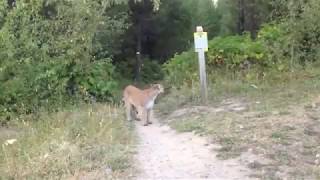 Cougar Encounter Fernie BC Canada [upl. by Arikehs]