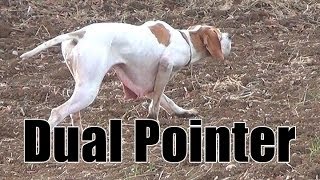 Keklik Avı Pointer Ferma Caccia Chasse Caza Hunting Videos [upl. by Ardnwahsal]