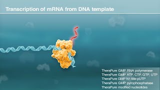 mRNA synthesis by in vitro transcription [upl. by Neelahs]