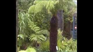 Dicksonia Antarctica and Cyathea Cooperi fernery [upl. by Aiel]