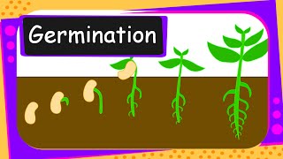 Science  Germination Of Seed  English [upl. by Rakia]