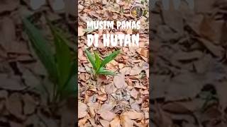 HatiHati Musim Panas di Gunung shorts hutan gunung travel [upl. by Oneill]