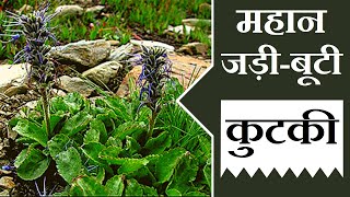 महान जड़ीबूटी कुटकी │ Benefits of Picrorhiza Kurroa kutki on Health Channel By Vishal Sathye [upl. by Voletta925]