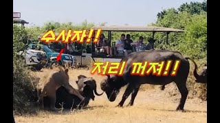 Ep169 사자의 공격을 팀플로 막아내는 버팔로 전형적인 꼰데 수사자 사자와 산책 A Walk With Lion [upl. by Ocihc932]