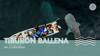 Tiburón Ballena en Colombia  Bahía Solano  Chocó 2024 [upl. by Acinet]