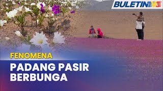 FENOMENA  Gurun Terkering Dunia Berubah Jadi ‘Kebun Bunga’ [upl. by Aitat783]