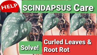 Scindapsus Care Guide amp Tips  Curled Leaves amp Root Rot [upl. by Goldfinch185]