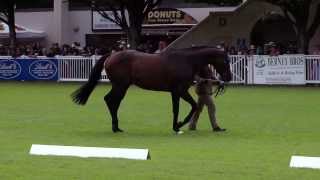 Dublin Horse Show Thoroughbred Stallions Parade RDS 2013 [upl. by Notirb]