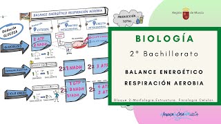 BALANCE ENERGÉTICO DE LA RESPIRACIÓN AEROBIA [upl. by Ahcire258]