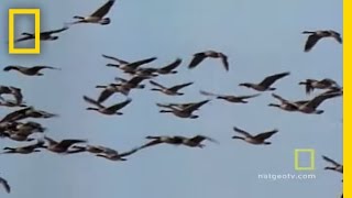 Geese Fly Together  National Geographic [upl. by Princess]