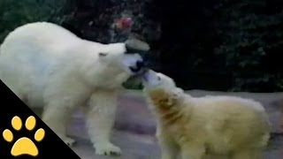 Polar Bear Mom Teaches Her Cub A Neat Trick [upl. by Agnese545]