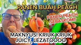 PANEN BUAH PEACH KRIUK2 amp SUPER LEZATo MUKBANG PEACH JUMBO AUTO KUENYANG MELIMPAH PANEN SEBASKOM [upl. by Koressa]