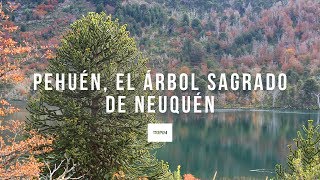 Pehuen el árbol sagrado de Neuquén [upl. by Asssilem]