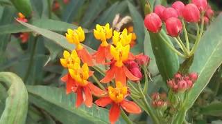 Asclepias curassavica L  Medicinal Uses Of Asclepias curassavica  Scarlet Milkweed  Bloodflower [upl. by Lontson453]