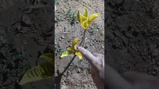 Você sabe porque a planta crotom caem as folhas Saiba tudo aqui nesse vídeo [upl. by Euqinoj]